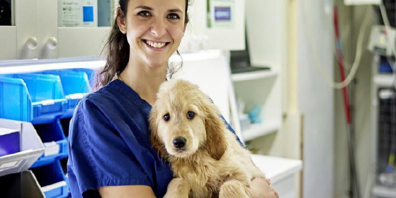 Smiling veterinarian in blue scrubs holding a golden retriever puppy inside a veterinary clinic